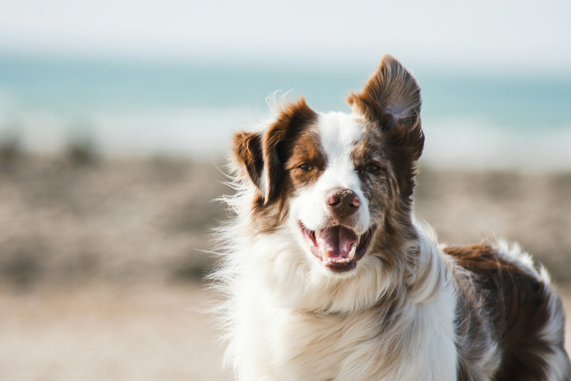 A senior dog outside