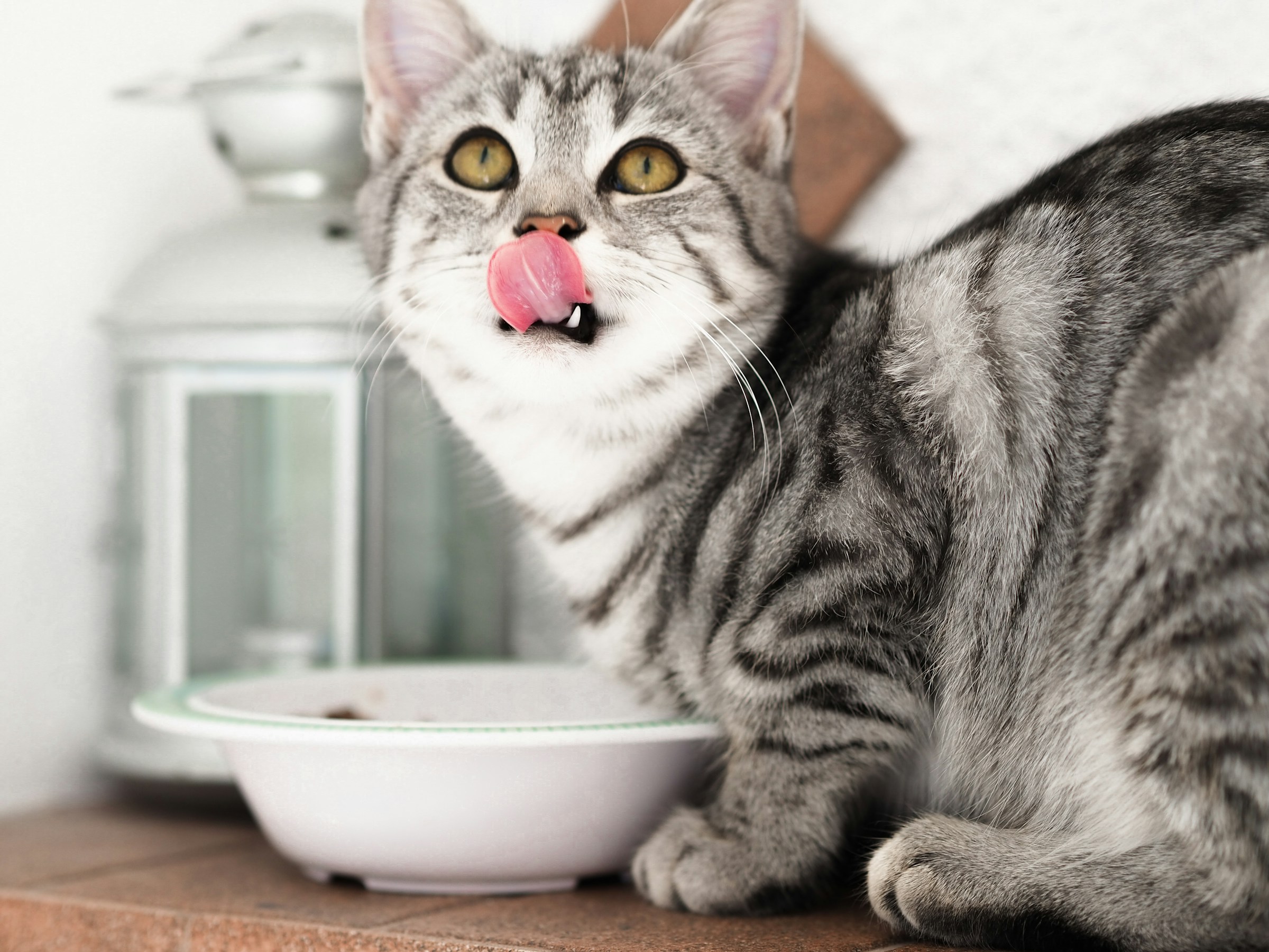 A cat feeding from a feeding bowl