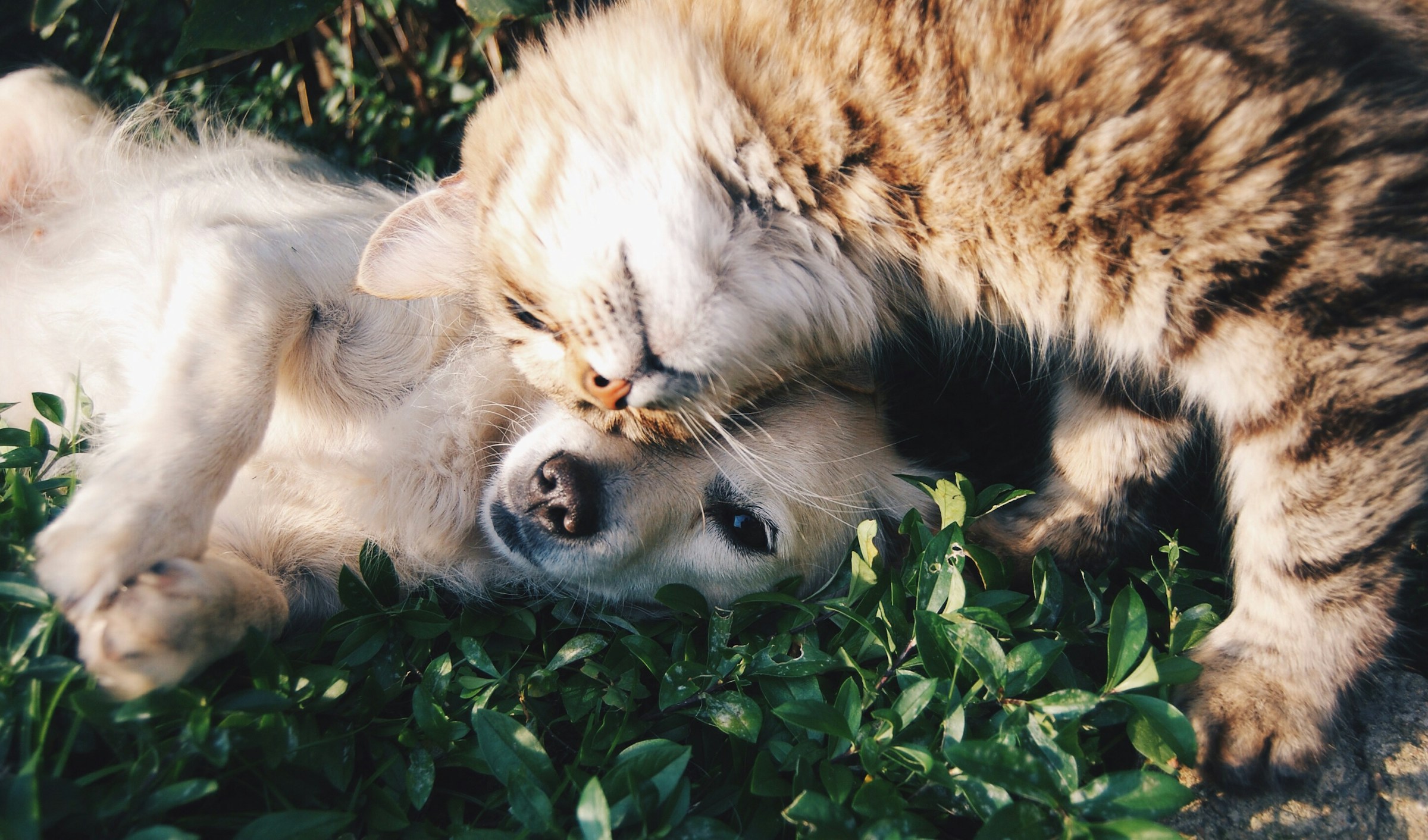 A dog and a cat resting together