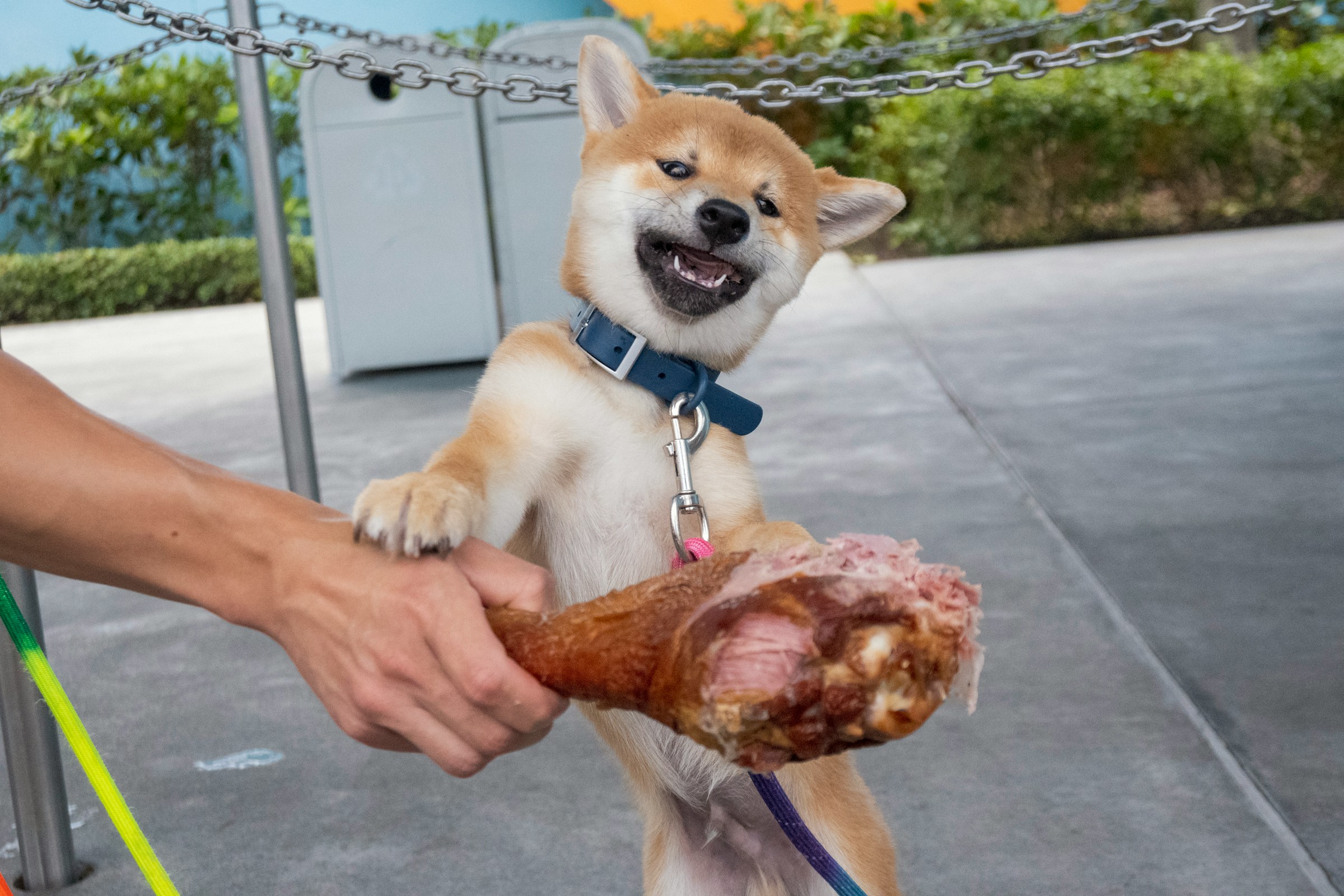 A dog being fed some chicken laps
