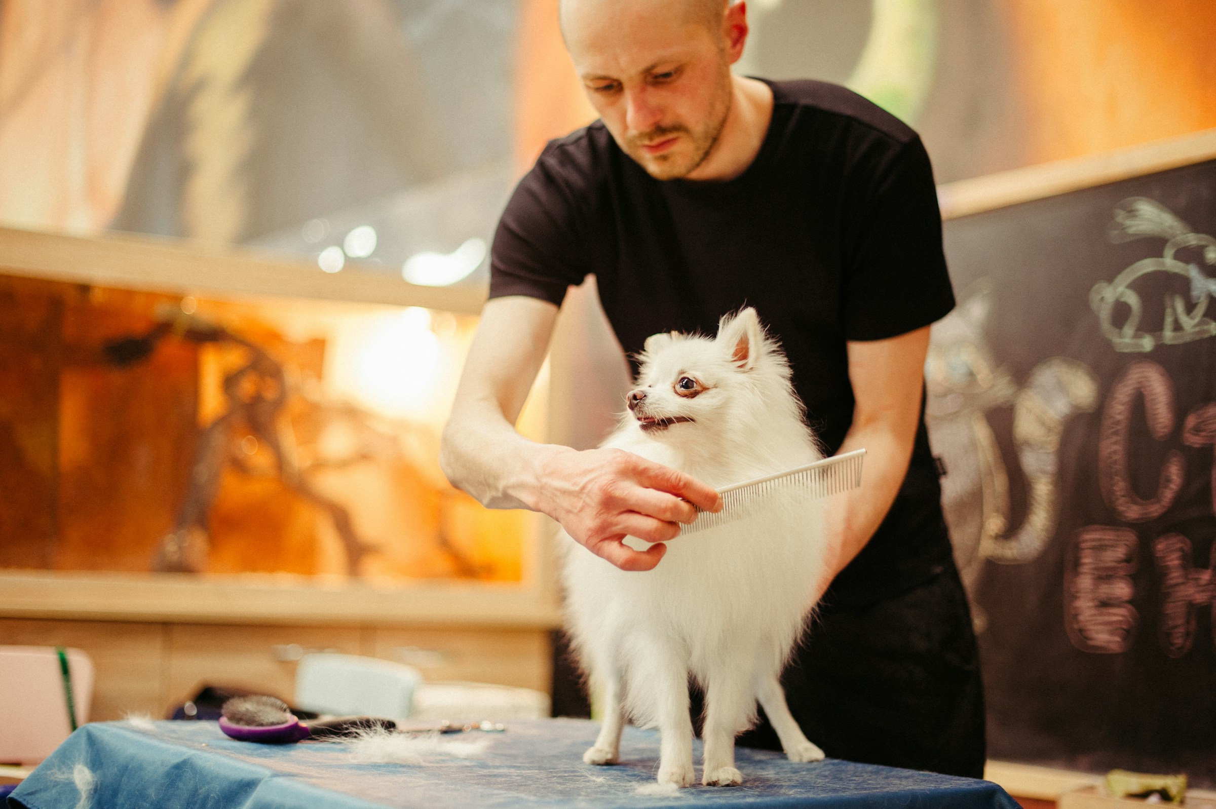 A dog being groomed