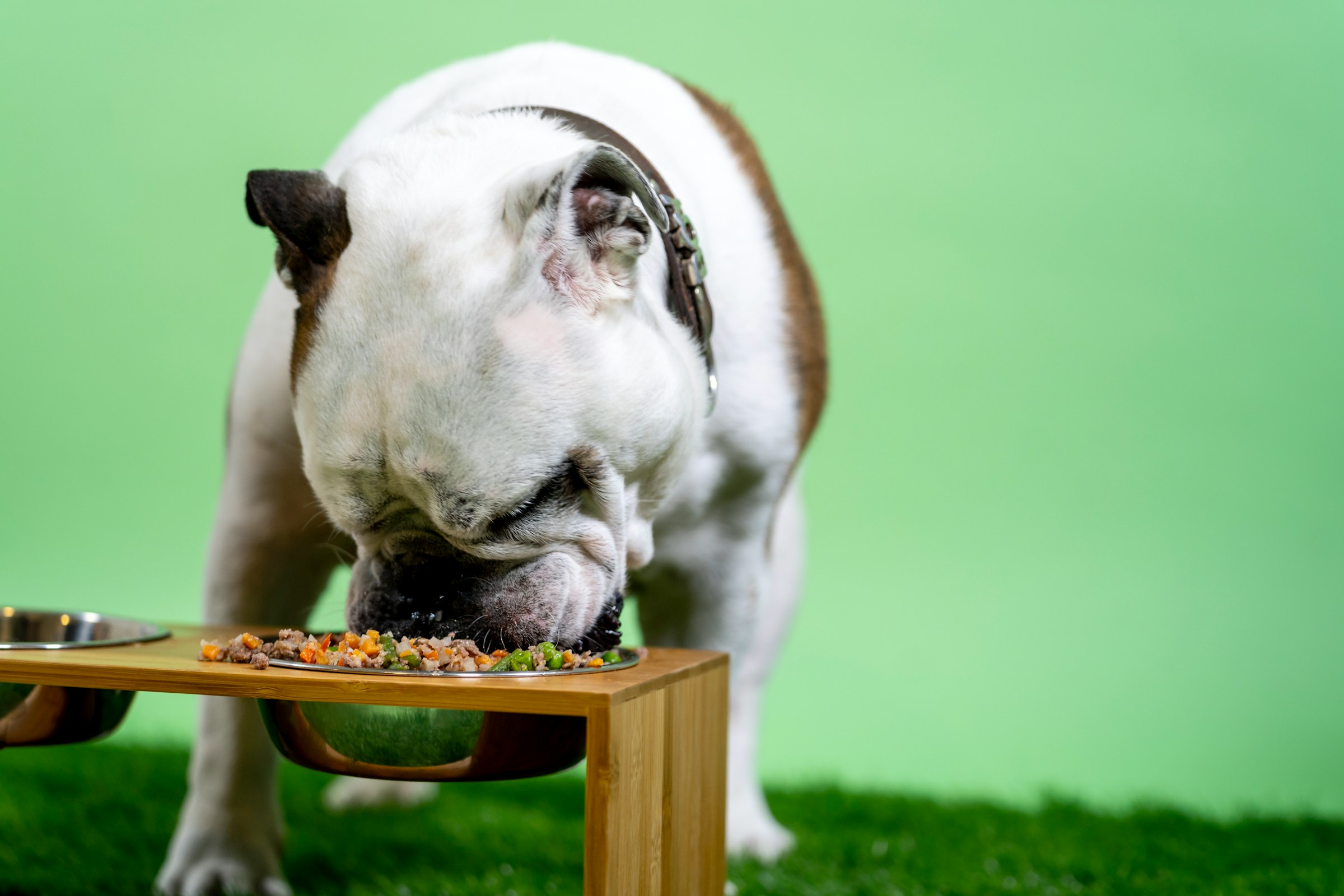 A dog eating some legumes