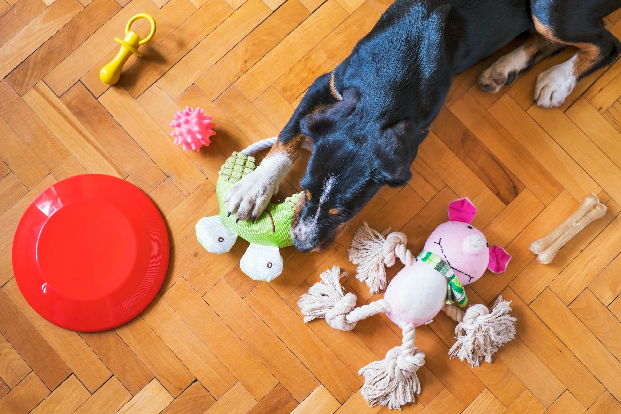 A dog playing with chew toys