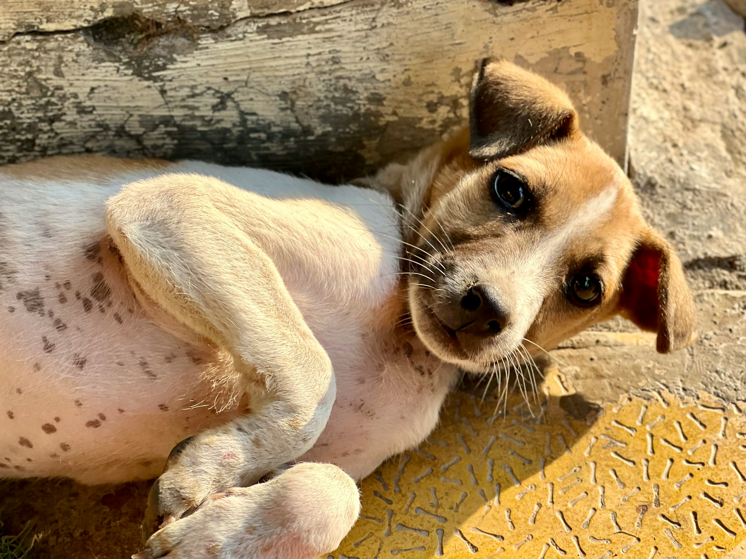 A dog recovering from a skin disease