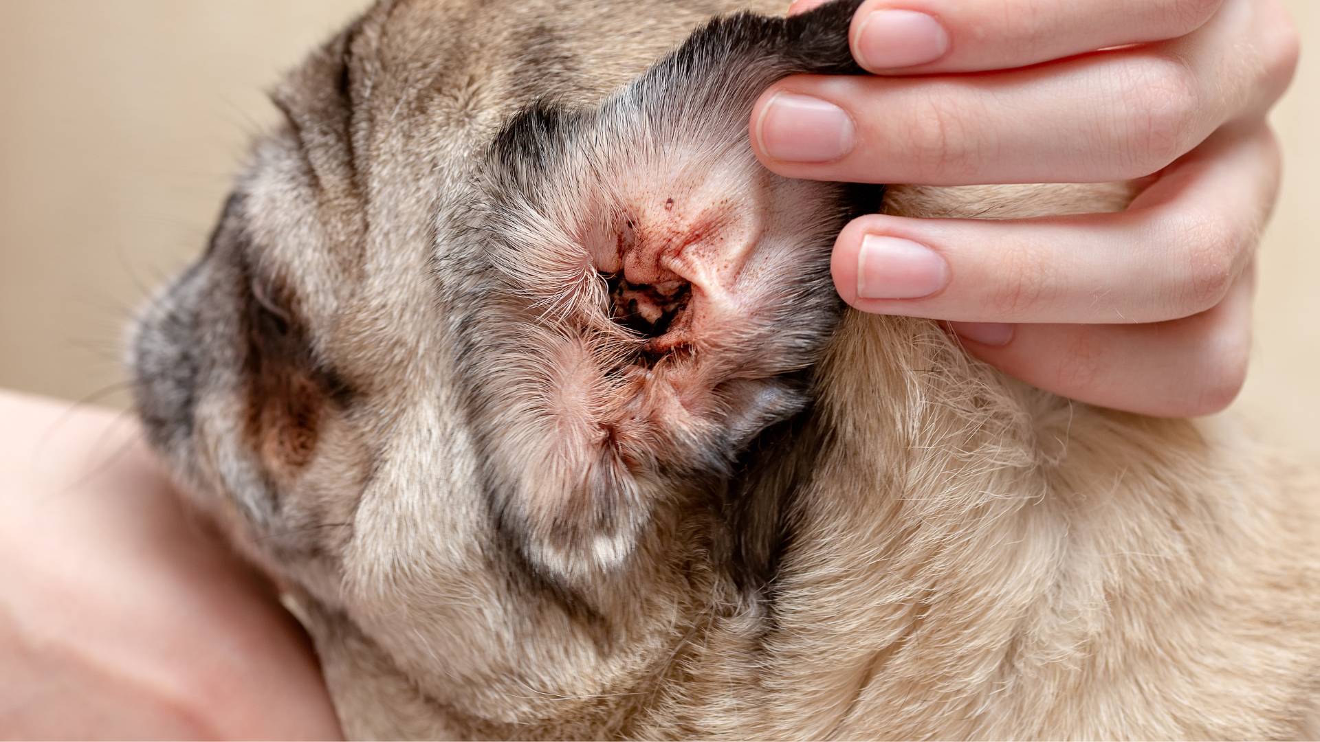 A dog with ear mites
