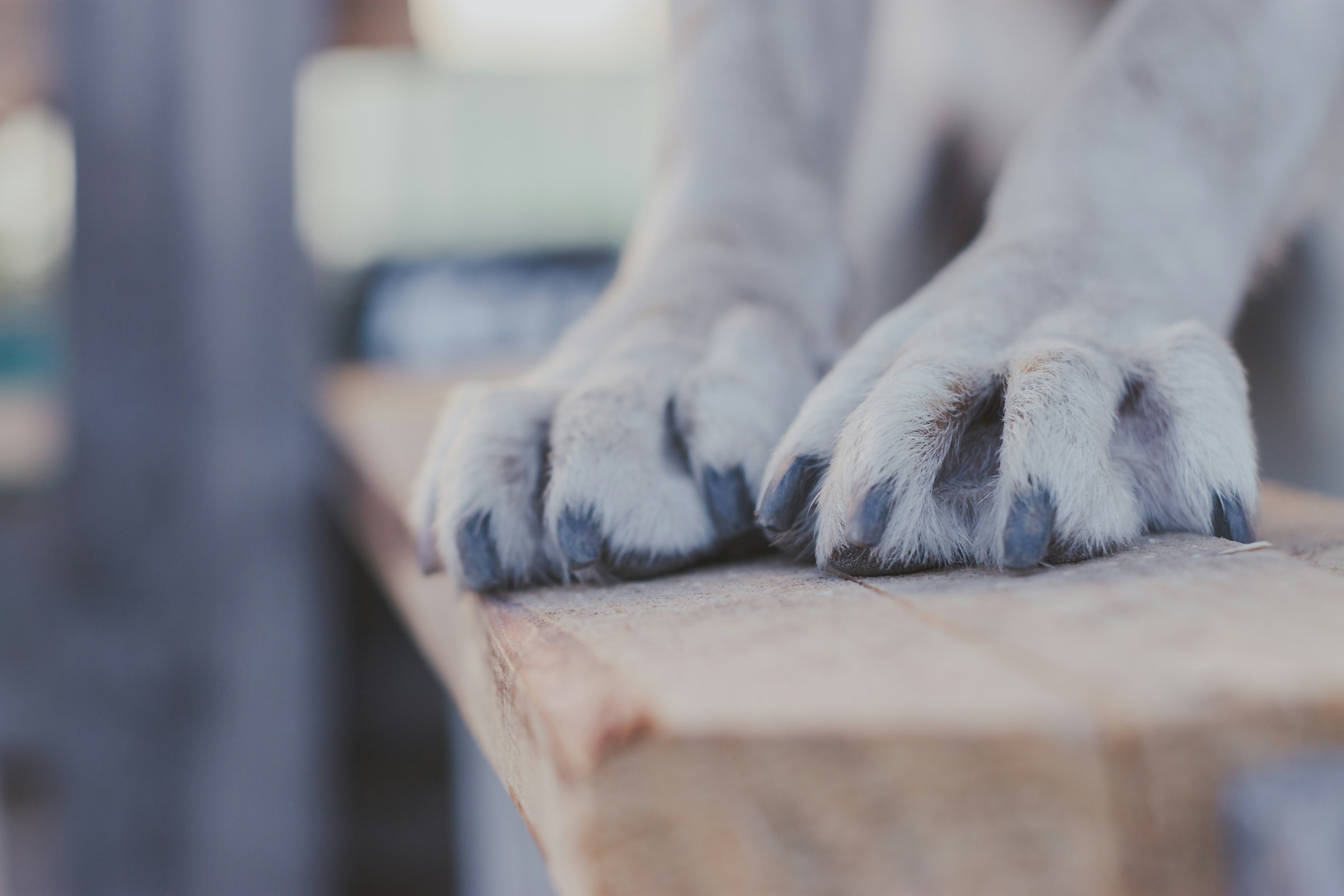 A dog's front paws showing well-trimmed nails