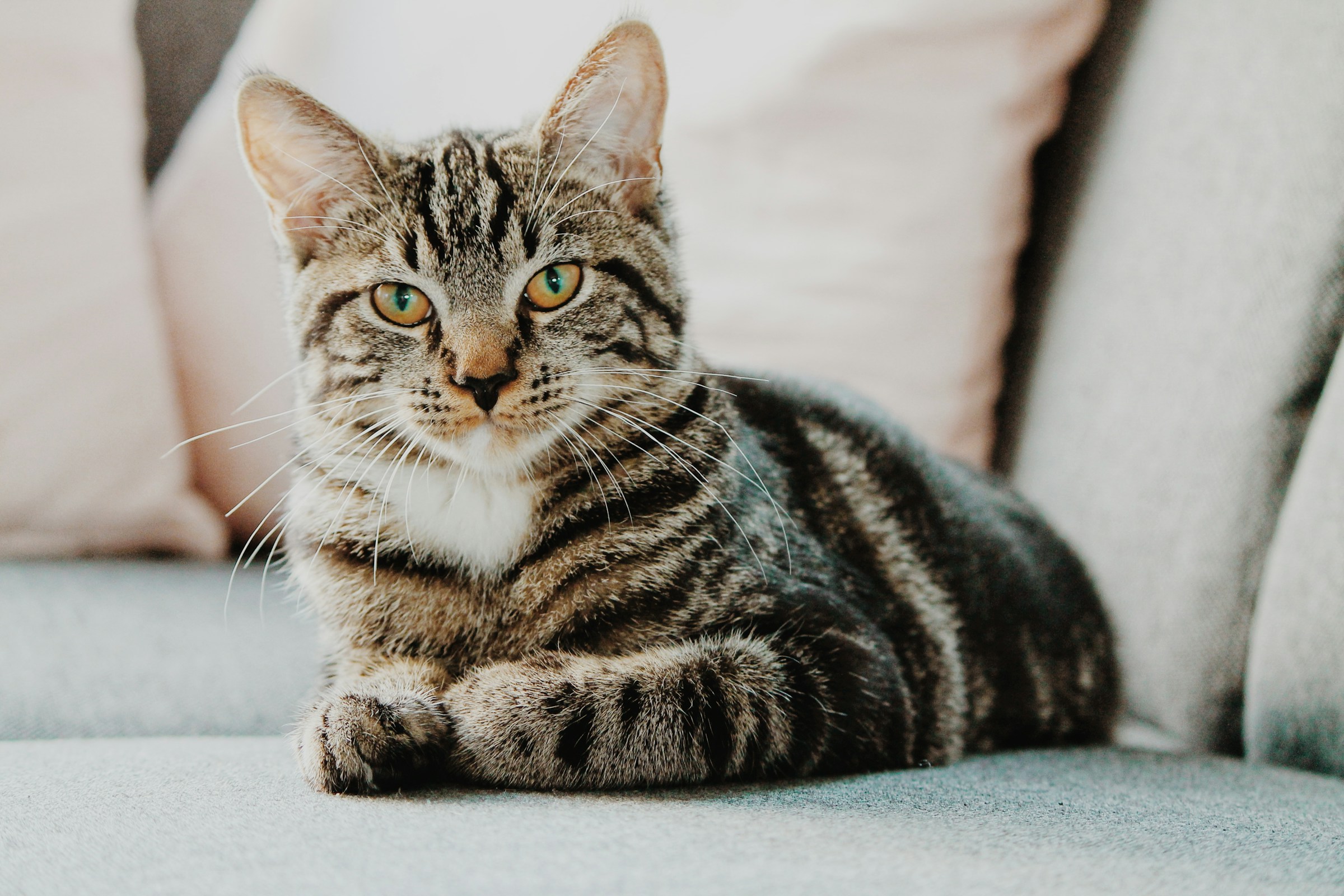 A gray tabby cat sitting on a sofa