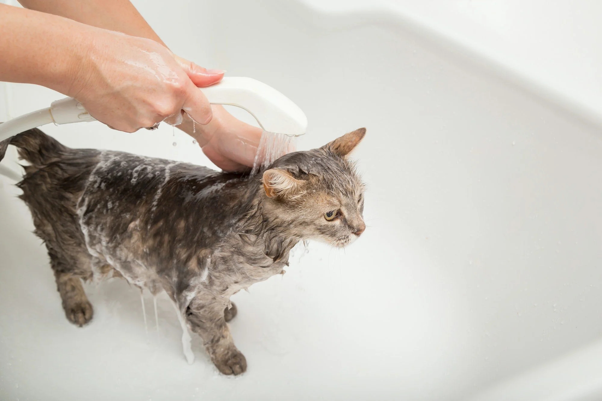 A human bathing a cat in a bathtub