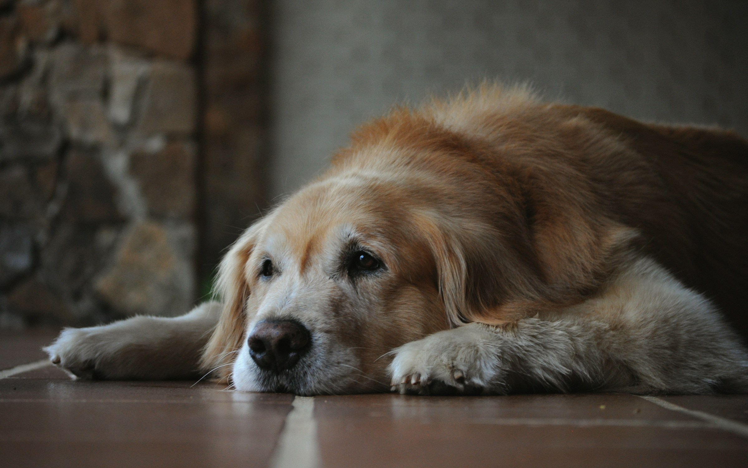 A senior golden retriever lying down