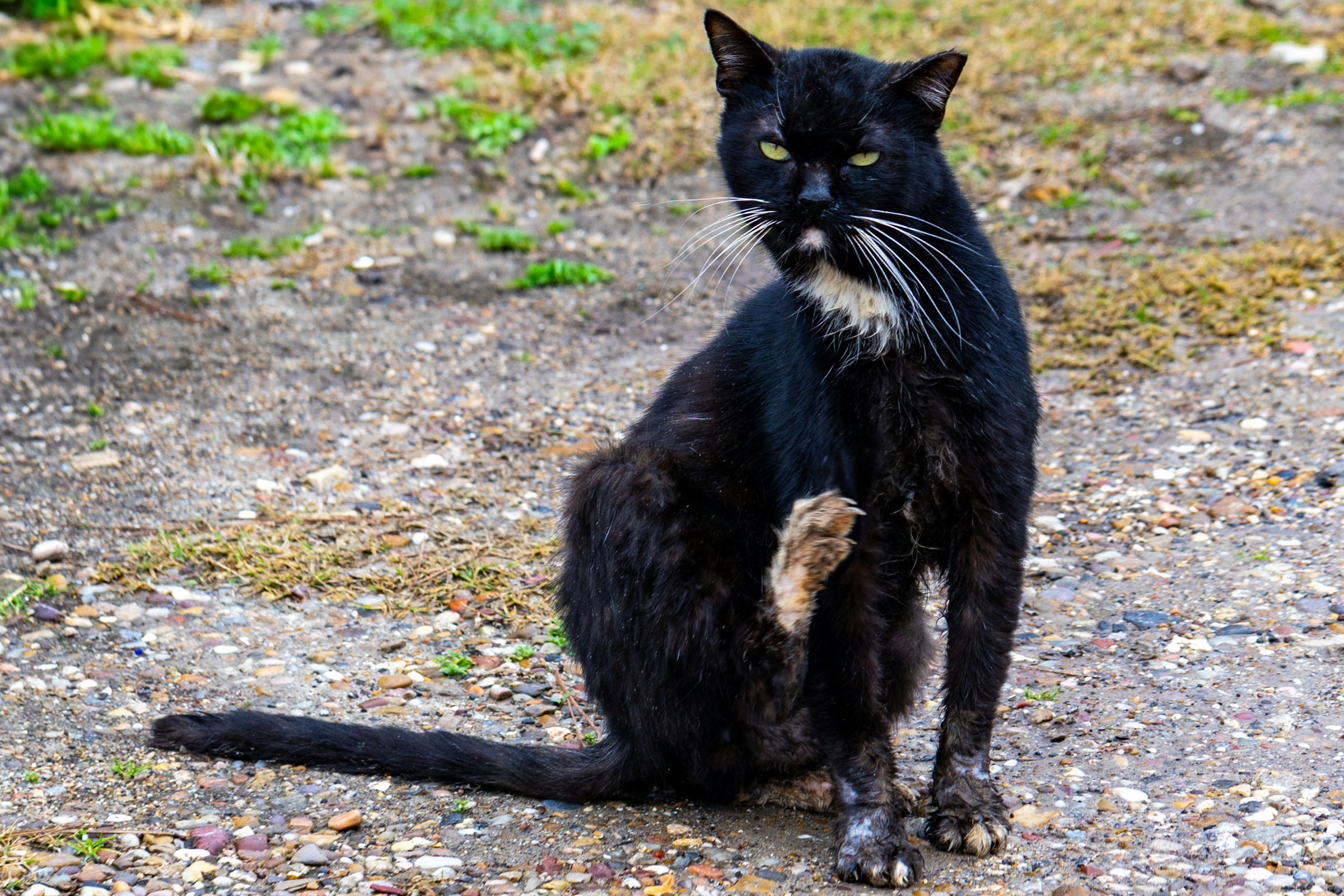 Take care for of your cats dry skin