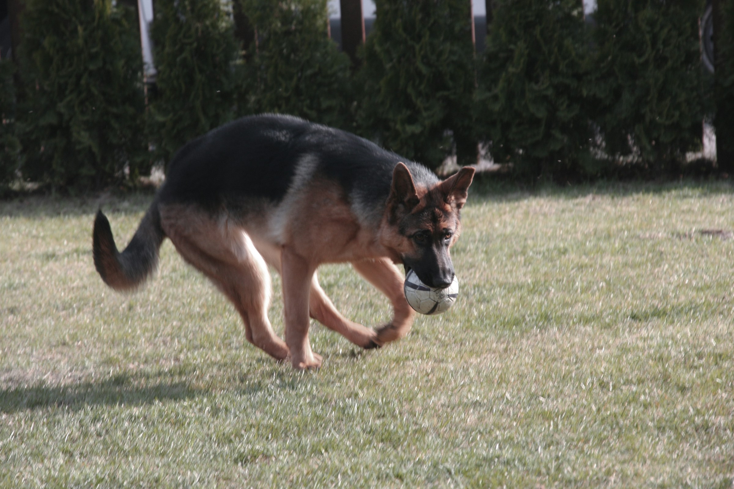 a german sherperd playing with a ball in typical safe environment