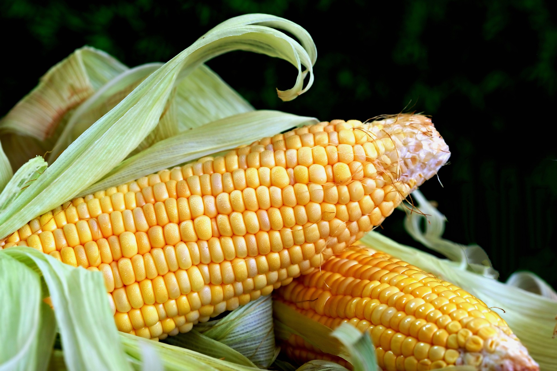 some corn cobs
